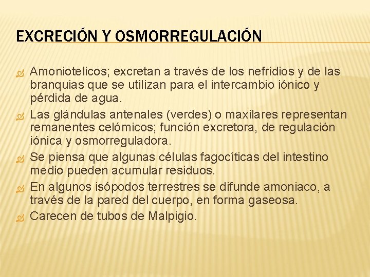 EXCRECIÓN Y OSMORREGULACIÓN Amoniotelicos; excretan a través de los nefridios y de las branquias