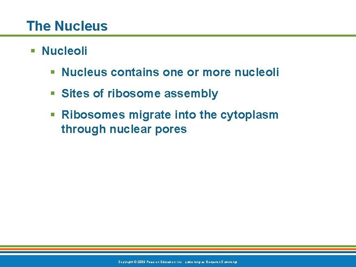 The Nucleus § Nucleoli § Nucleus contains one or more nucleoli § Sites of