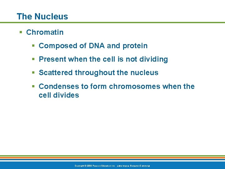 The Nucleus § Chromatin § Composed of DNA and protein § Present when the