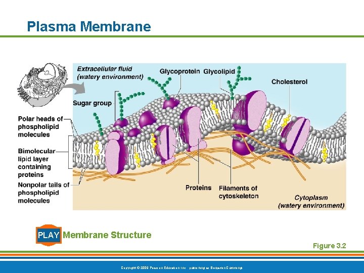 Plasma Membrane PLAY Membrane Structure Figure 3. 2 Copyright © 2009 Pearson Education, Inc.