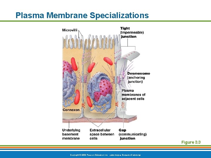 Plasma Membrane Specializations Figure 3. 3 Copyright © 2009 Pearson Education, Inc. , publishing