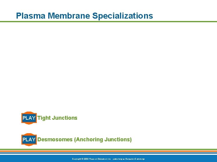 Plasma Membrane Specializations PLAY Tight Junctions PLAY Desmosomes (Anchoring Junctions) Copyright © 2009 Pearson