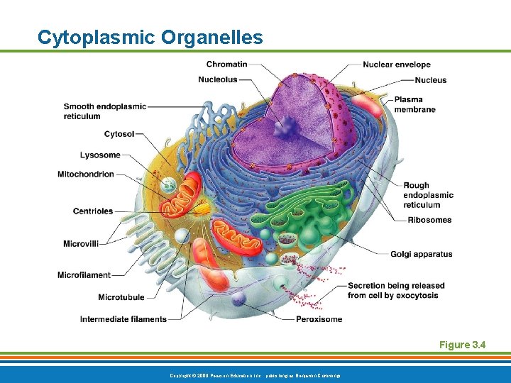 Cytoplasmic Organelles Figure 3. 4 Copyright © 2009 Pearson Education, Inc. , publishing as