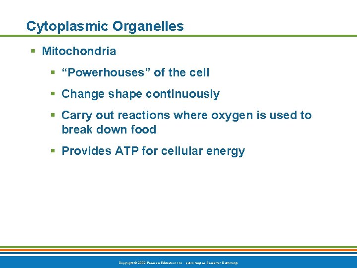 Cytoplasmic Organelles § Mitochondria § “Powerhouses” of the cell § Change shape continuously §