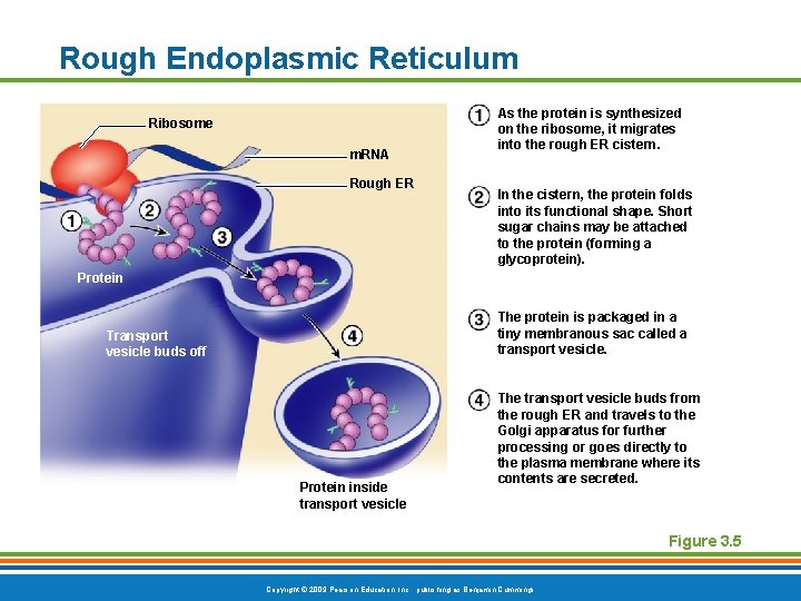 Rough Endoplasmic Reticulum Ribosome m. RNA Rough ER As the protein is synthesized on