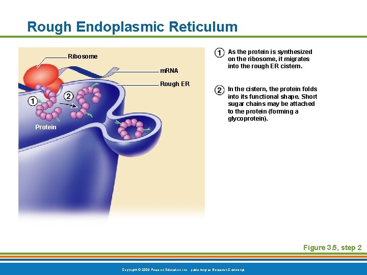 Rough Endoplasmic Reticulum Ribosome m. RNA Rough ER As the protein is synthesized on