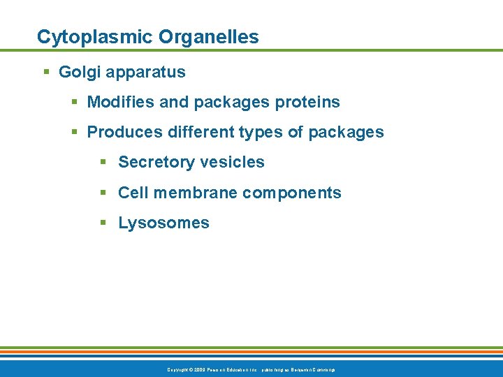 Cytoplasmic Organelles § Golgi apparatus § Modifies and packages proteins § Produces different types