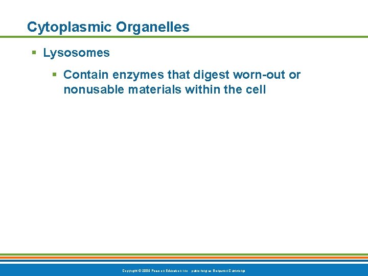 Cytoplasmic Organelles § Lysosomes § Contain enzymes that digest worn-out or nonusable materials within