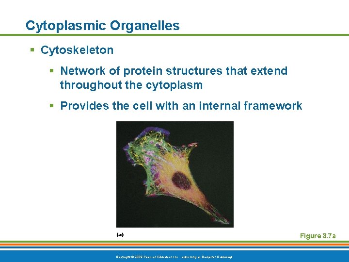 Cytoplasmic Organelles § Cytoskeleton § Network of protein structures that extend throughout the cytoplasm