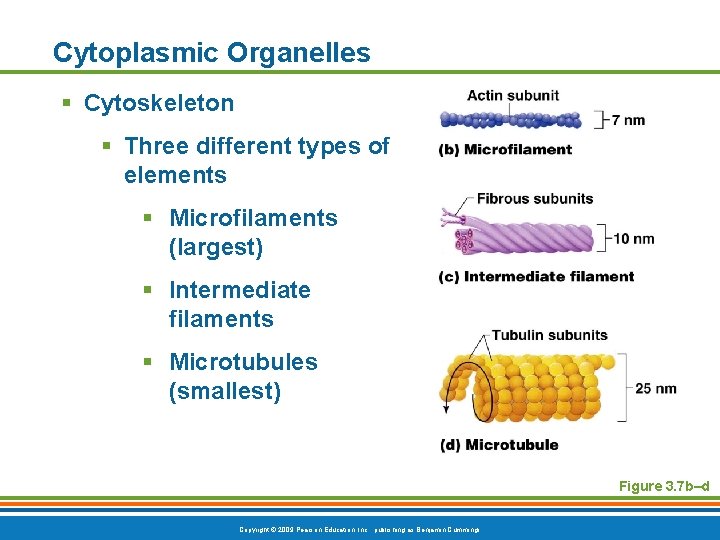 Cytoplasmic Organelles § Cytoskeleton § Three different types of elements § Microfilaments (largest) §