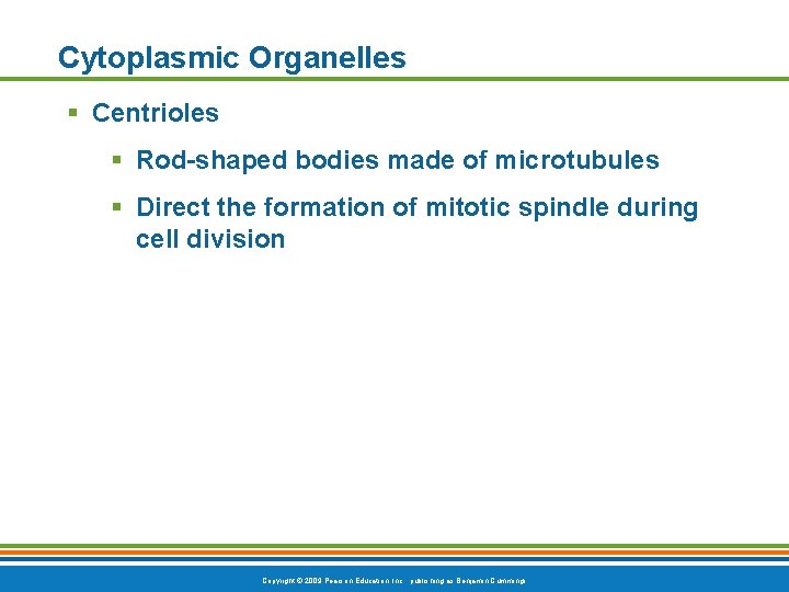 Cytoplasmic Organelles § Centrioles § Rod-shaped bodies made of microtubules § Direct the formation