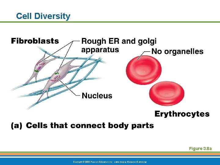 Cell Diversity Figure 3. 8 a Copyright © 2009 Pearson Education, Inc. , publishing