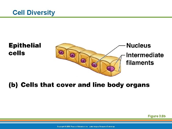 Cell Diversity Figure 3. 8 b Copyright © 2009 Pearson Education, Inc. , publishing