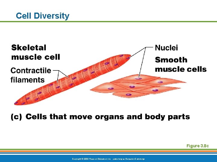 Cell Diversity Figure 3. 8 c Copyright © 2009 Pearson Education, Inc. , publishing