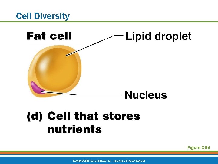 Cell Diversity Figure 3. 8 d Copyright © 2009 Pearson Education, Inc. , publishing