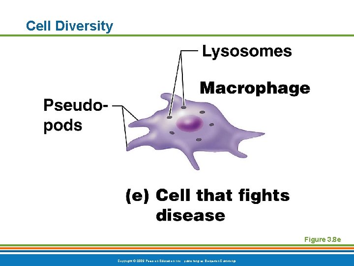 Cell Diversity Figure 3. 8 e Copyright © 2009 Pearson Education, Inc. , publishing