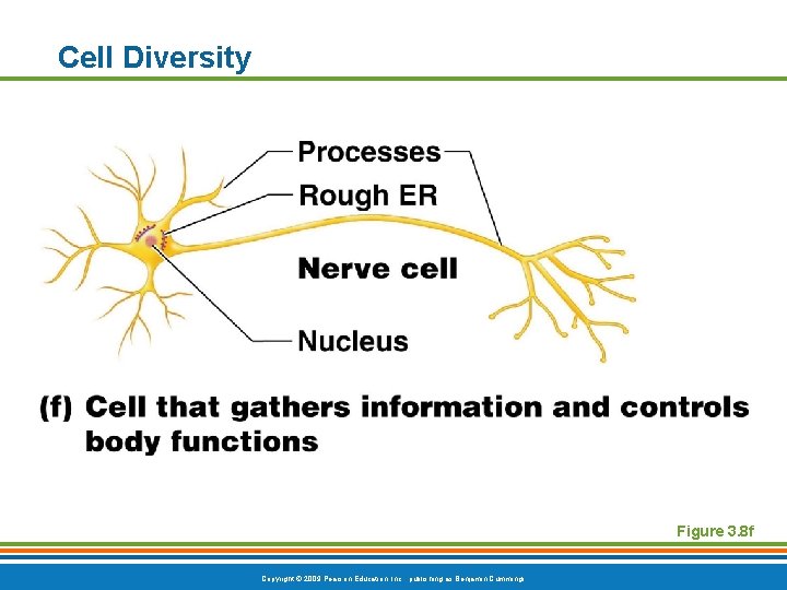 Cell Diversity Figure 3. 8 f Copyright © 2009 Pearson Education, Inc. , publishing