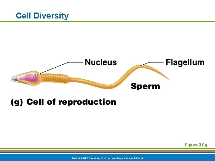 Cell Diversity Figure 3. 8 g Copyright © 2009 Pearson Education, Inc. , publishing