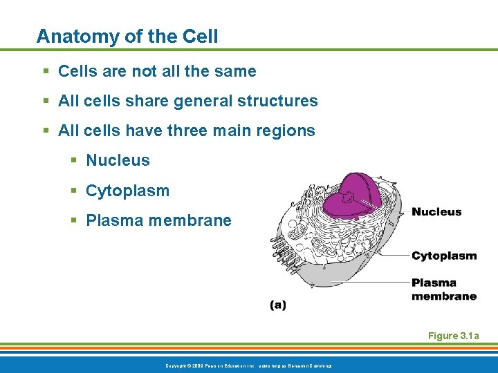 Anatomy of the Cell § Cells are not all the same § All cells