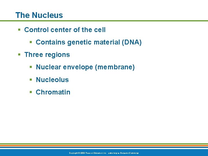 The Nucleus § Control center of the cell § Contains genetic material (DNA) §