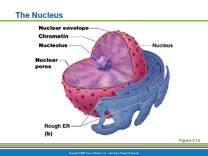 The Nucleus Figure 3. 1 b Copyright © 2009 Pearson Education, Inc. , publishing