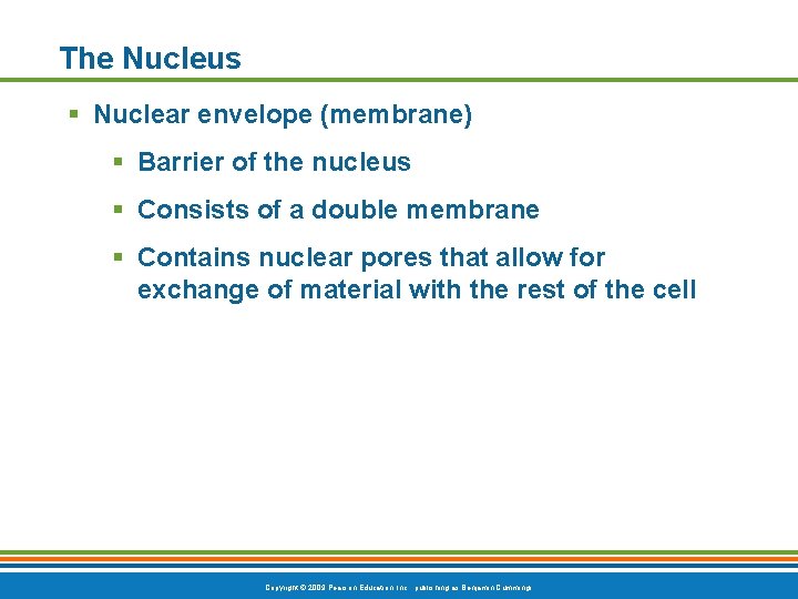 The Nucleus § Nuclear envelope (membrane) § Barrier of the nucleus § Consists of