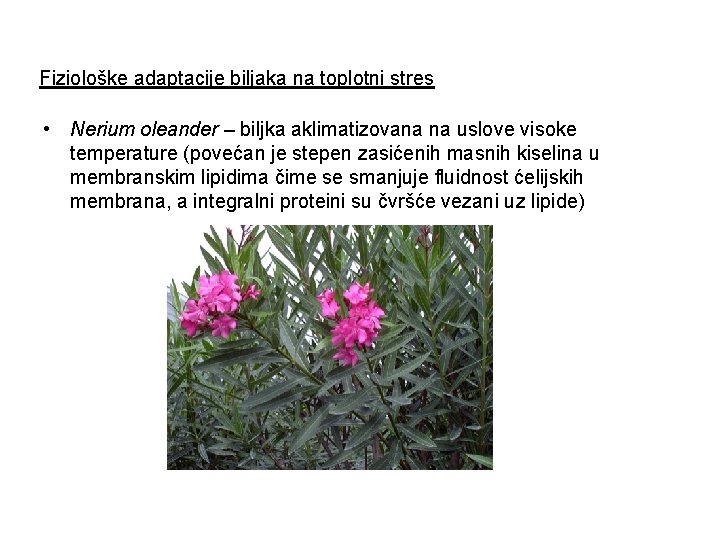 Fiziološke adaptacije biljaka na toplotni stres • Nerium oleander – biljka aklimatizovana na uslove