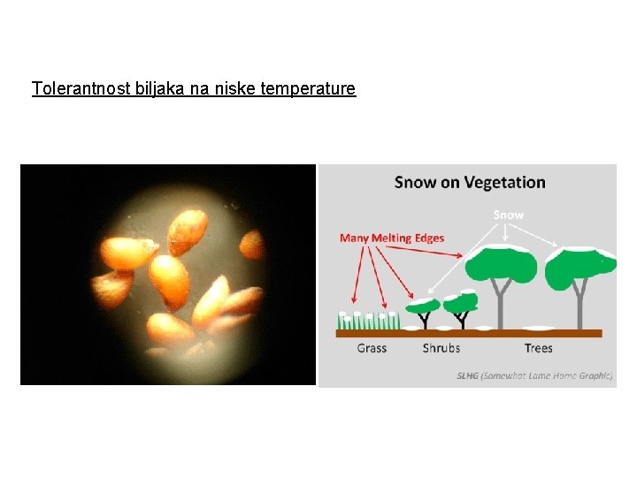 Tolerantnost biljaka na niske temperature 