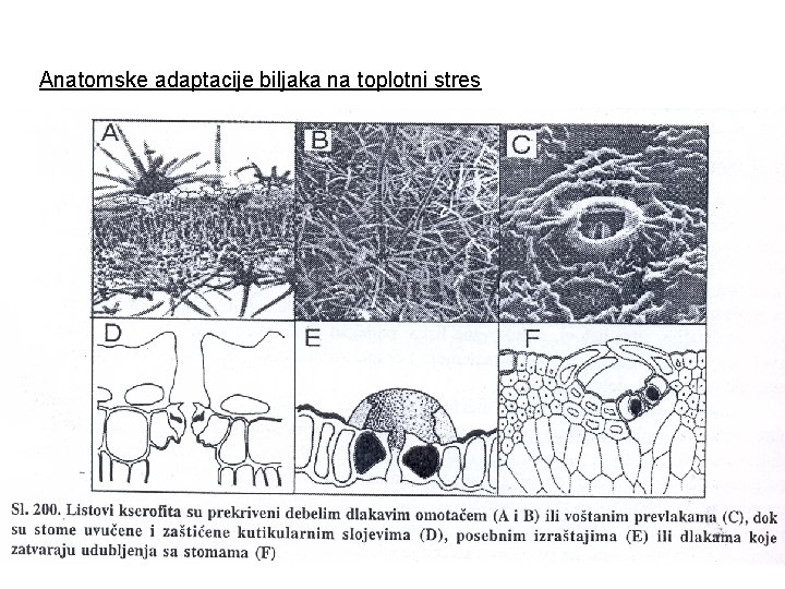 Anatomske adaptacije biljaka na toplotni stres 