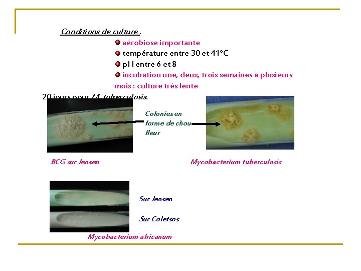 Conditions de culture. aérobiose importante température entre 30 et 41°C p. H entre 6