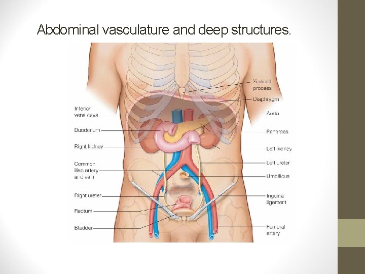 Abdominal vasculature and deep structures. Abdominal vasculature and deep structures.