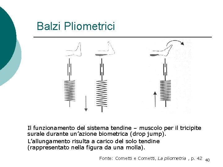 Balzi Pliometrici Il funzionamento del sistema tendine – muscolo per il tricipite surale durante Balzi Pliometrici Il funzionamento del sistema tendine – muscolo per il tricipite surale durante