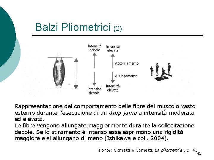 Balzi Pliometrici (2) Rappresentazione del comportamento delle fibre del muscolo vasto esterno durante l’esecuzione Balzi Pliometrici (2) Rappresentazione del comportamento delle fibre del muscolo vasto esterno durante l’esecuzione