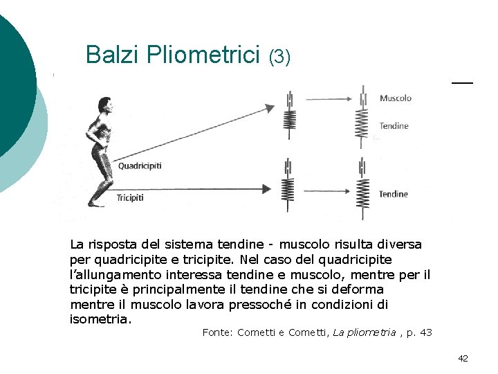 Balzi Pliometrici (3) La risposta del sistema tendine - muscolo risulta diversa per quadricipite Balzi Pliometrici (3) La risposta del sistema tendine - muscolo risulta diversa per quadricipite
