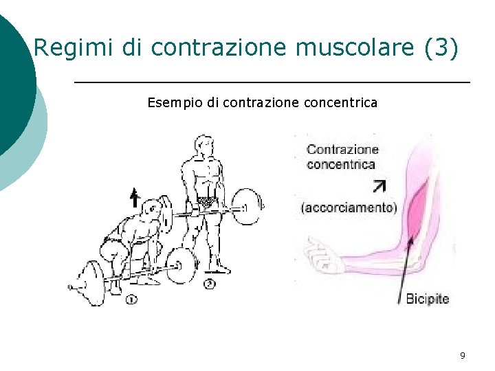 Regimi di contrazione muscolare (3) Esempio di contrazione concentrica 9 Regimi di contrazione muscolare (3) Esempio di contrazione concentrica 9