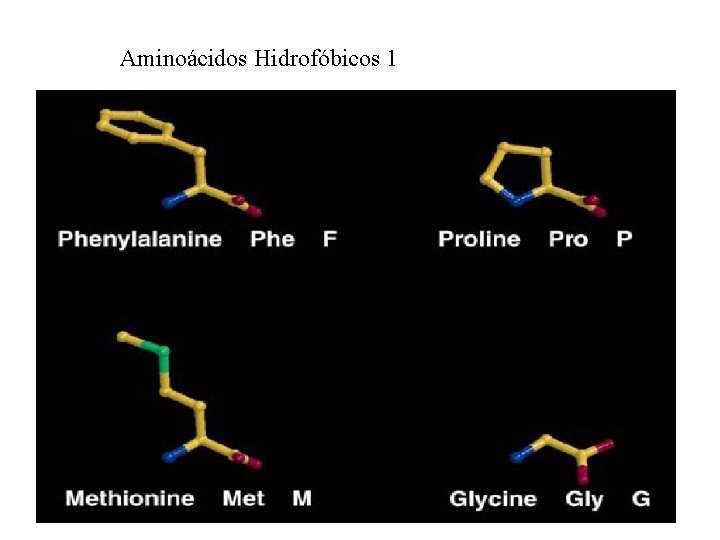 Aminoácidos Hidrofóbicos 1 
