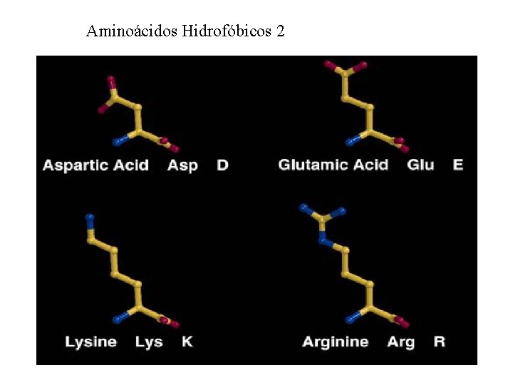 Aminoácidos Hidrofóbicos 2 