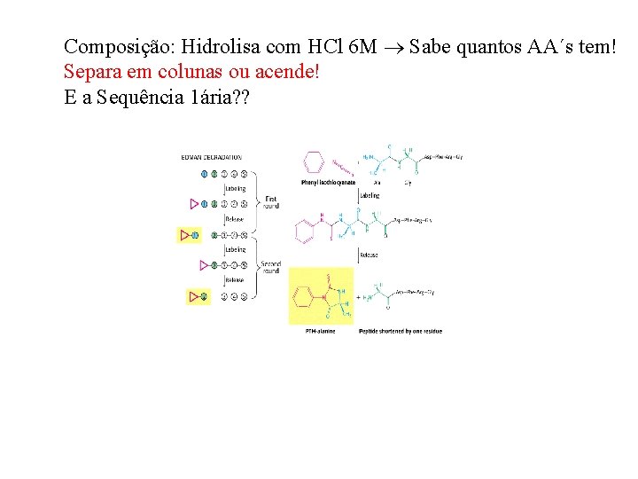 Composição: Hidrolisa com HCl 6 M Sabe quantos AA´s tem! Separa em colunas ou