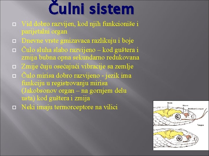 Čulni sistem Vid dobro razvijen, kod njih funkcioniše i parijetalni organ Dnevne vrste gmizavaca