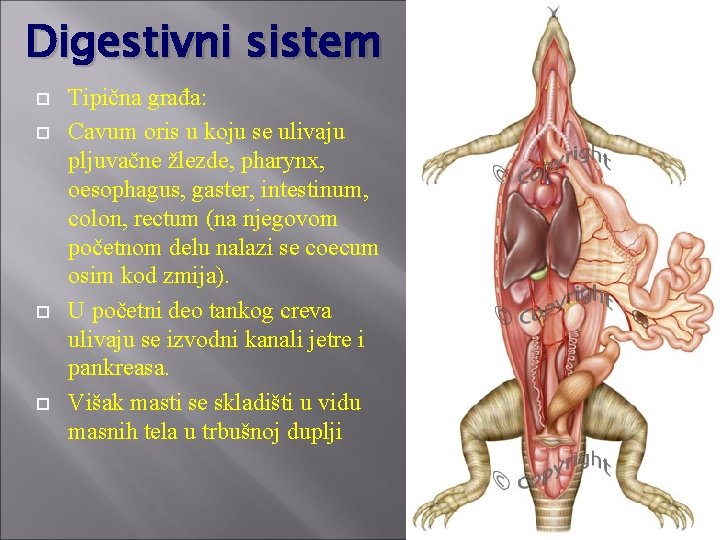 Digestivni sistem Tipična građa: Cavum oris u koju se ulivaju pljuvačne žlezde, pharynx, oesophagus,