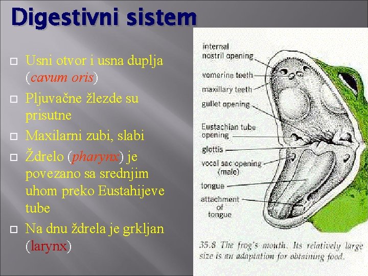 Digestivni sistem Usni otvor i usna duplja (cavum oris) Pljuvačne žlezde su prisutne Maxilarni