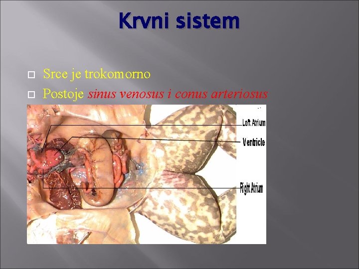 Krvni sistem Srce je trokomorno Postoje sinus venosus i conus arteriosus 