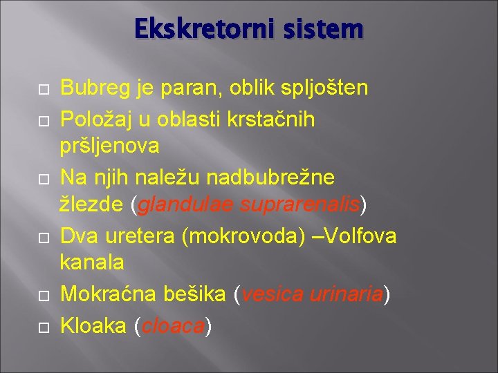 Ekskretorni sistem Bubreg je paran, oblik spljošten Položaj u oblasti krstačnih pršljenova Na njih