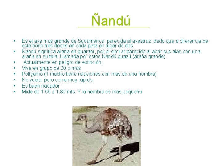 Ñandú • • Es el ave mas grande de Sudamérica, parecida al avestruz, dado