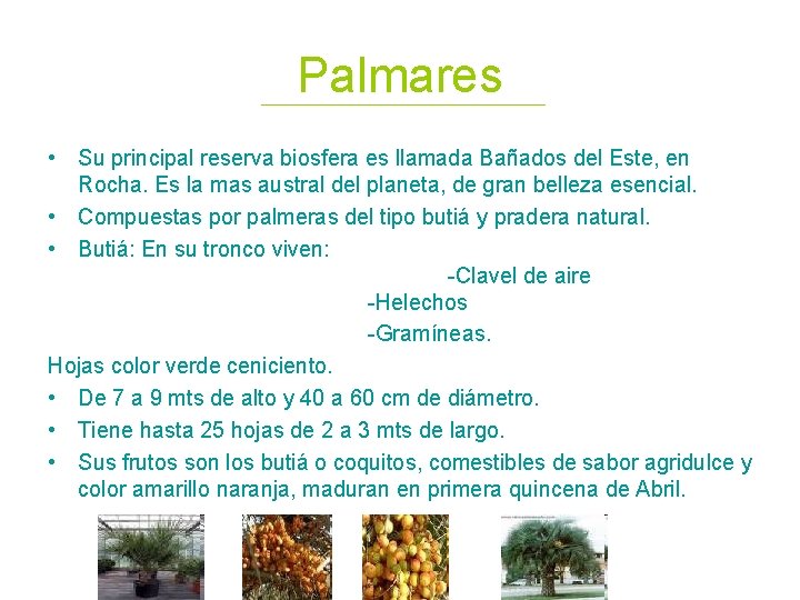Palmares • Su principal reserva biosfera es llamada Bañados del Este, en Rocha. Es