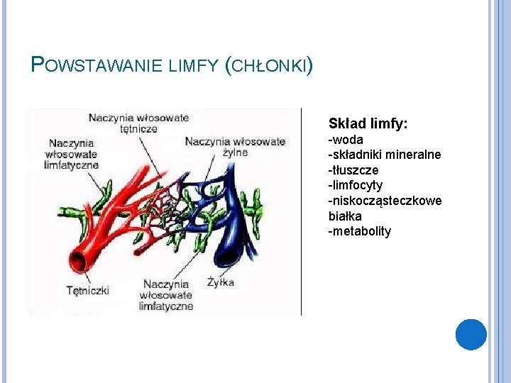 POWSTAWANIE LIMFY (CHŁONKI) Skład limfy: -woda -składniki mineralne -tłuszcze -limfocyty -niskocząsteczkowe białka -metabolity 