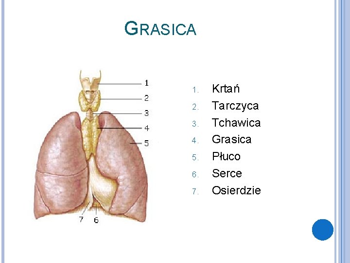 GRASICA 1. 2. 3. 4. 5. 6. 7. Krtań Tarczyca Tchawica Grasica Płuco Serce