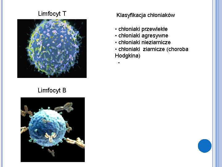 Limfocyt T Klasyfikacja chłoniaków • chłoniaki przewlekłe • chłoniaki agresywne • chłoniaki nieziarnicze •