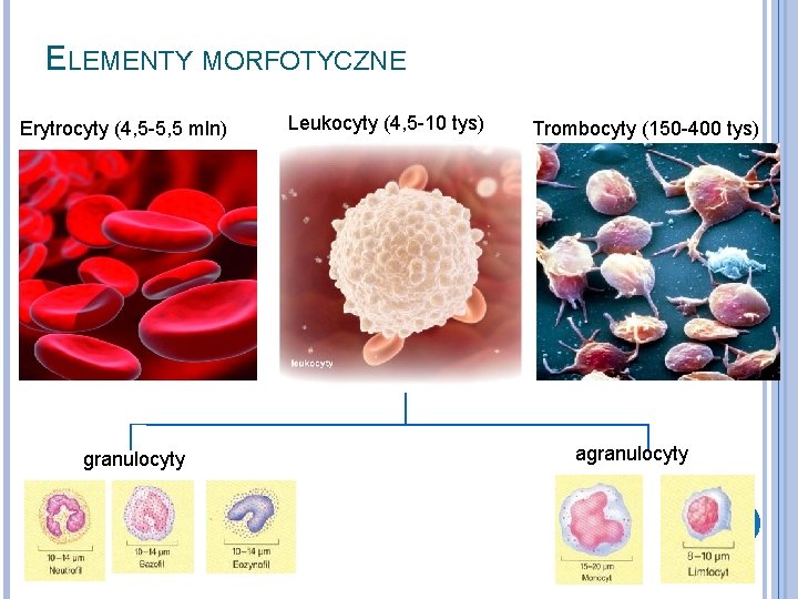 ELEMENTY MORFOTYCZNE Erytrocyty (4, 5 -5, 5 mln) granulocyty Leukocyty (4, 5 -10 tys)