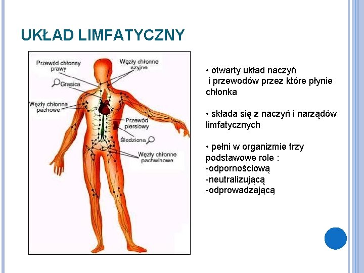 UKŁAD LIMFATYCZNY • otwarty układ naczyń i przewodów przez które płynie chłonka • składa